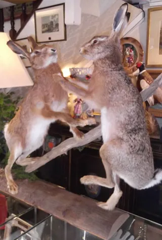 taxidermy-006.jpg