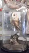 taxidermy-007.jpg