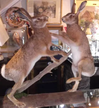 taxidermy-004.jpg