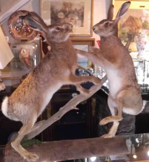 taxidermy-004.jpg